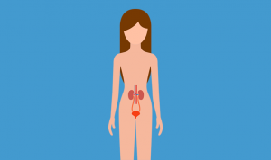 Urologistas também cuidam da saúde da mulher